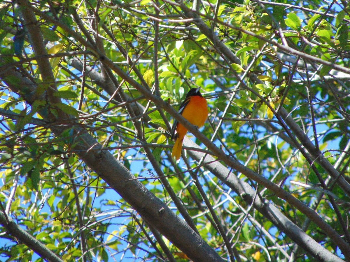 Baltimore Oriole - ML647645955