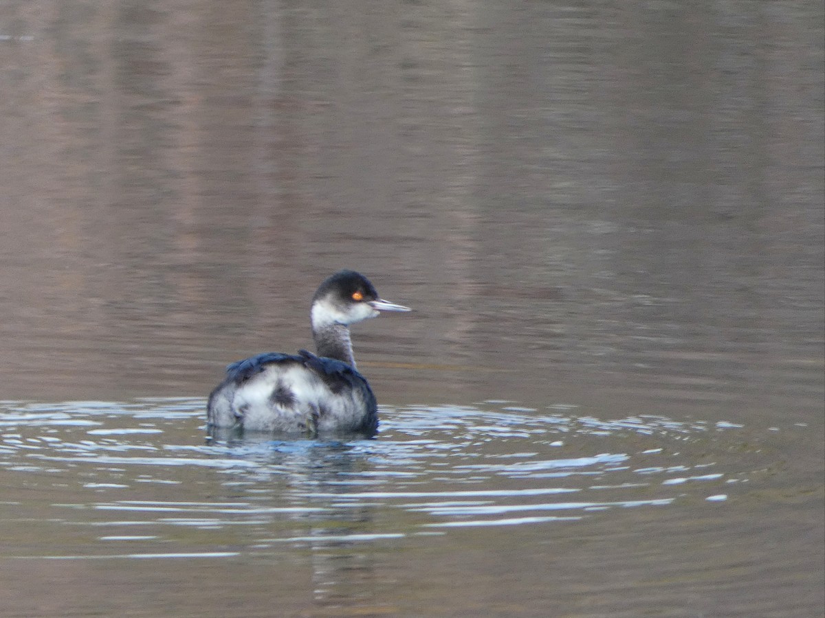 Grèbe à cou noir - ML647645959