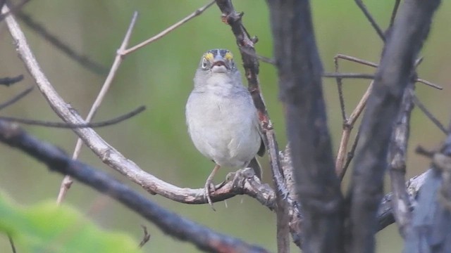 Желтобровая овсянка-барсучок - ML647645968