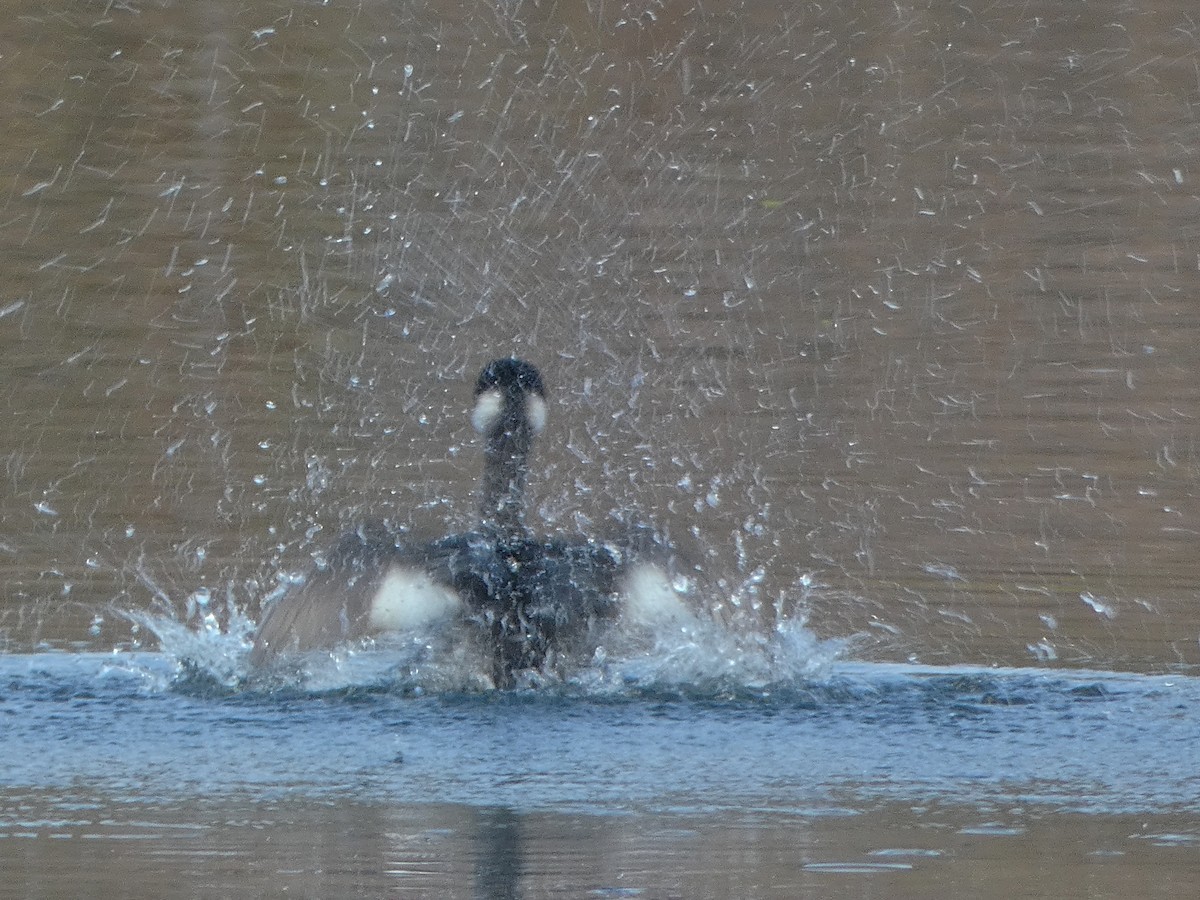 Grèbe à cou noir - ML647645990