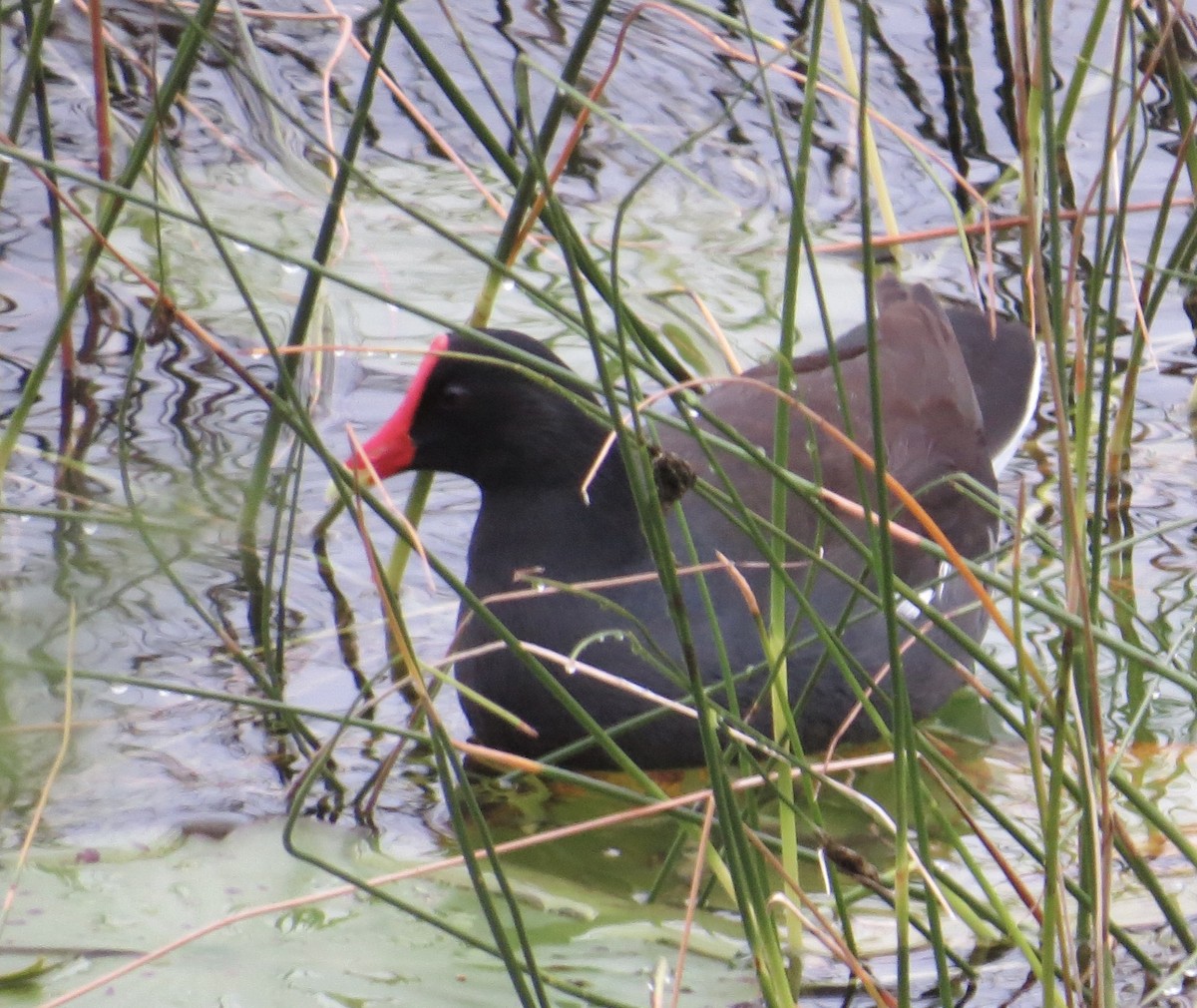 Amerika Sutavuğu - ML647646008