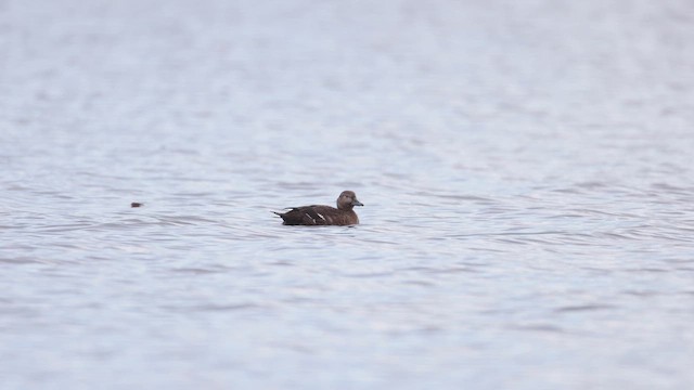 Сибирская гага - ML647646024