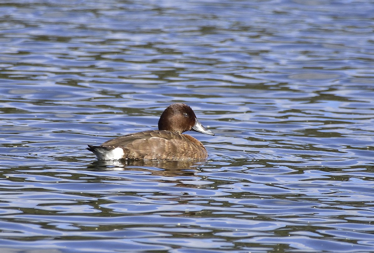 Hardhead - ML647646041