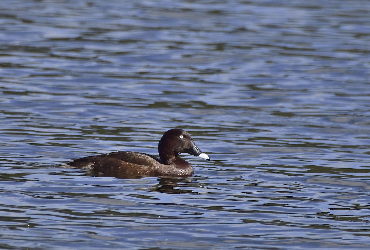 Hardhead - ML647646043