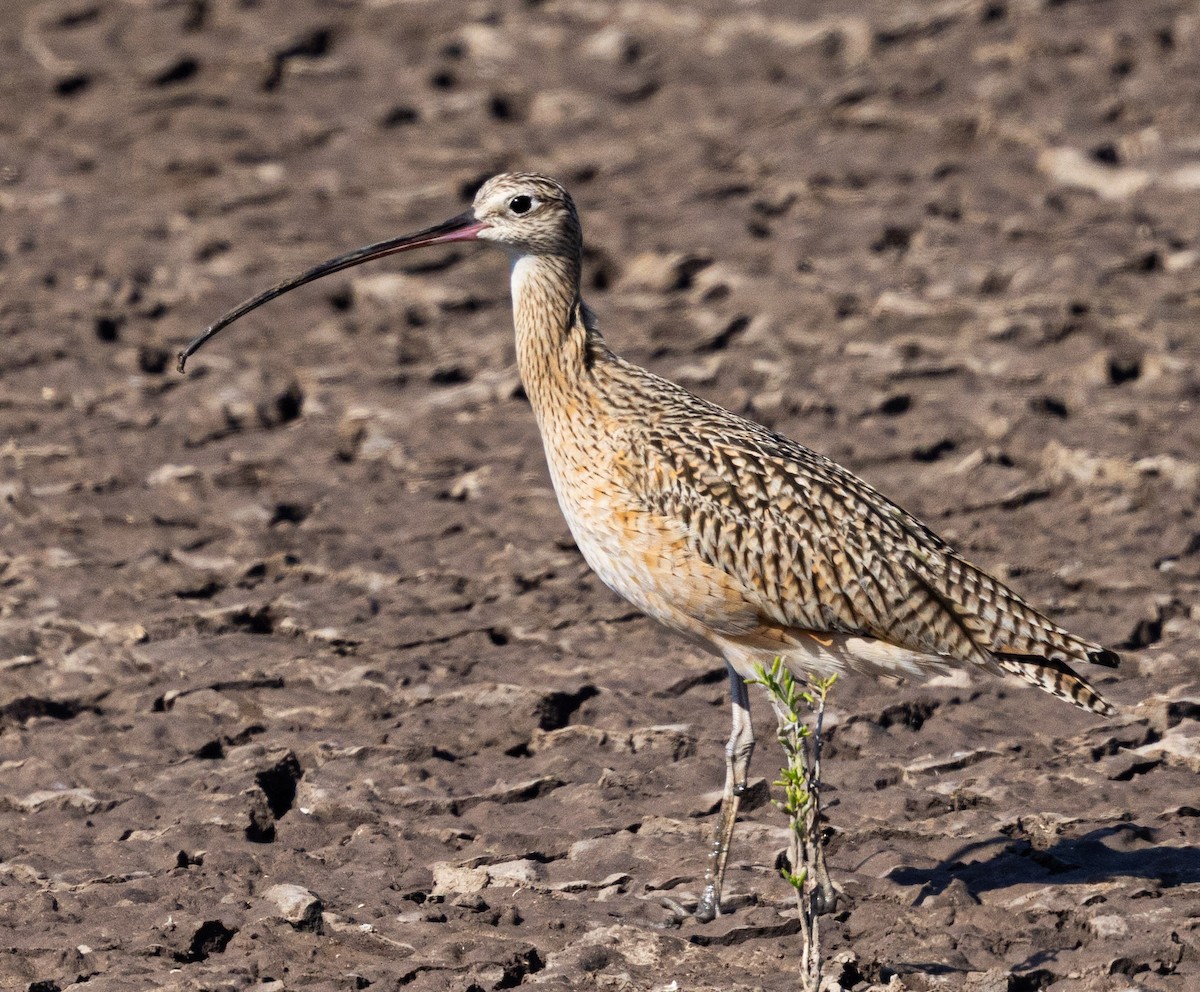 Long-billed Curlew - ML647646106