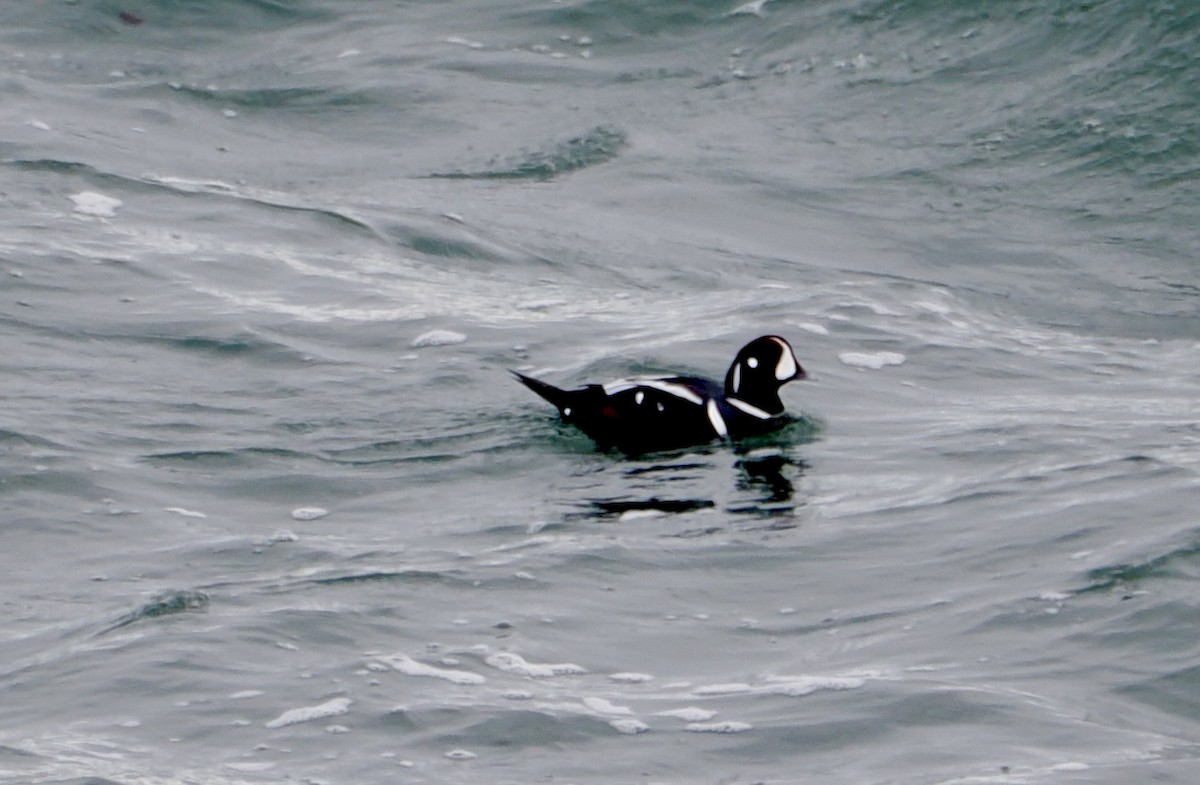 Palyaço Ördeği - ML647646133