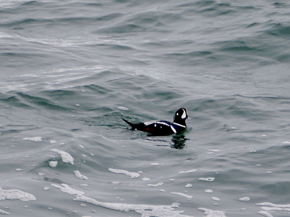 Palyaço Ördeği - ML647646134