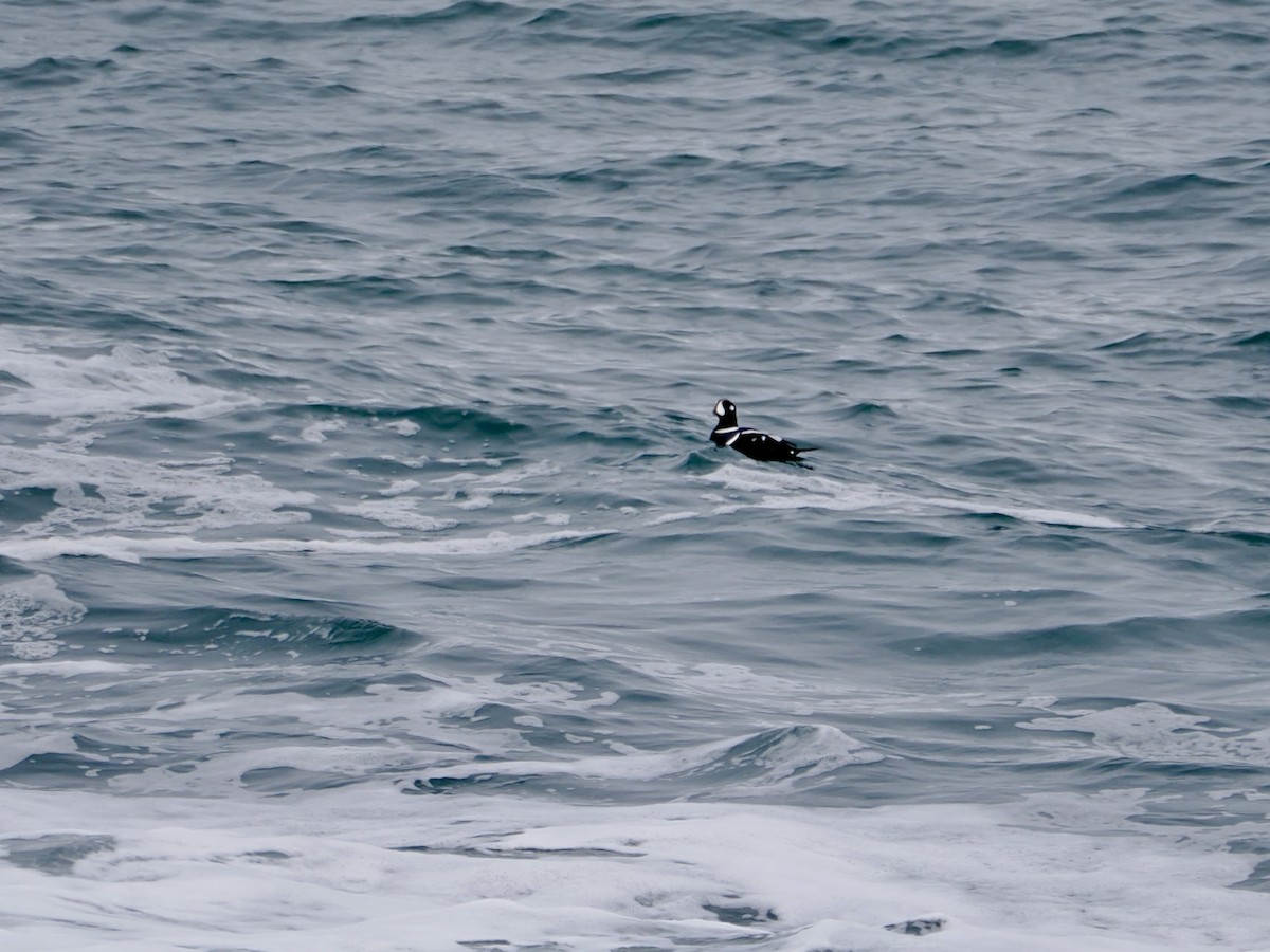 Palyaço Ördeği - ML647646135