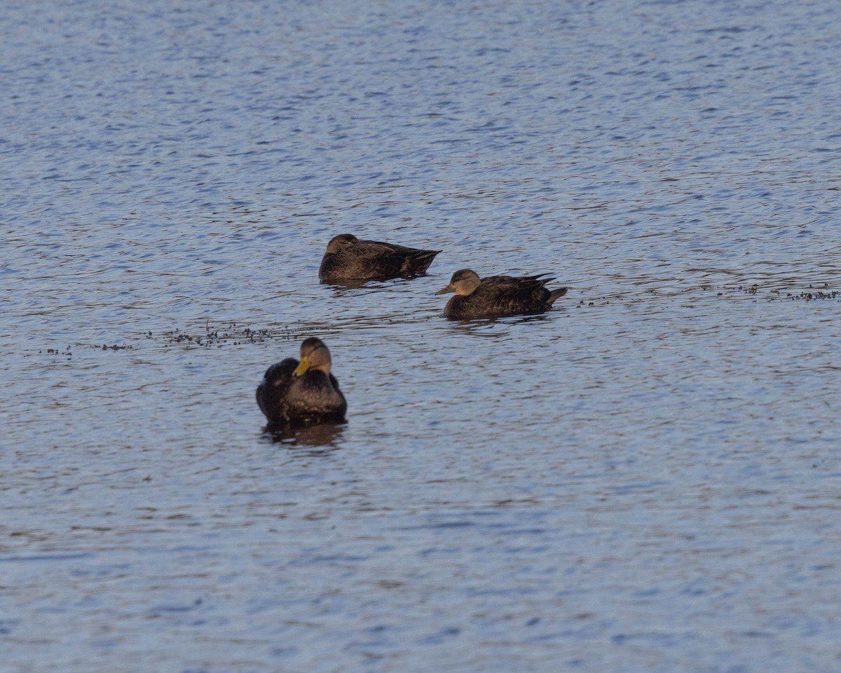 American Black Duck - ML647646138
