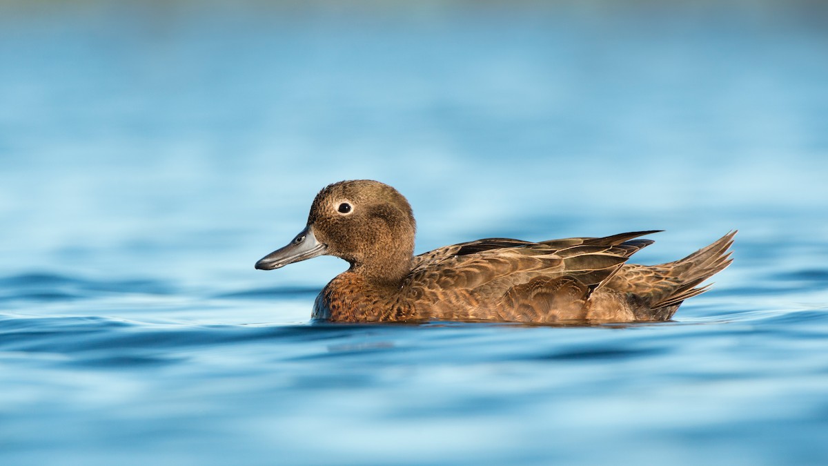 Чирянка каштанововола - ML647646172