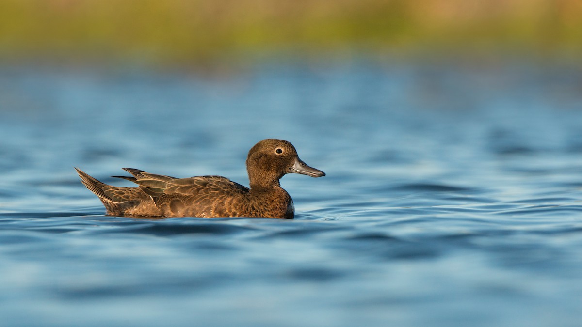 Чирянка каштанововола - ML647646173