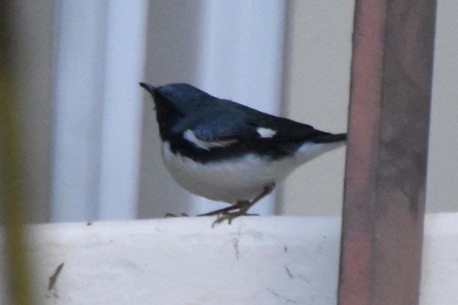 Black-throated Blue Warbler - ML647646178