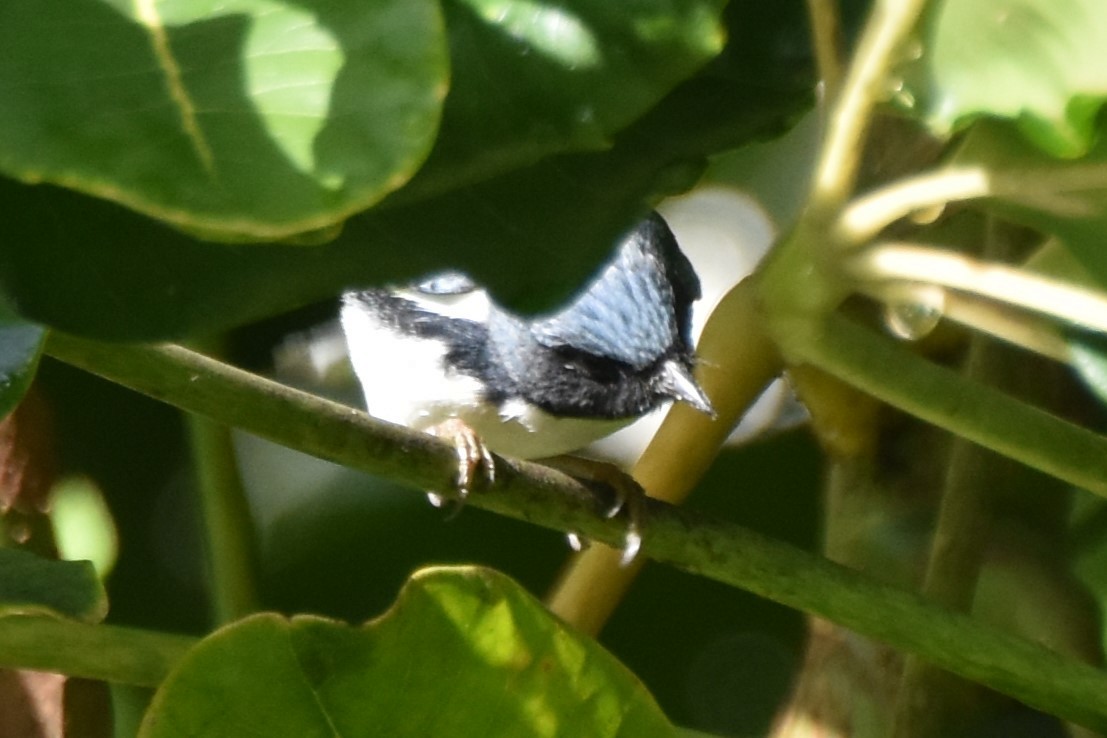 Black-throated Blue Warbler - ML647646179