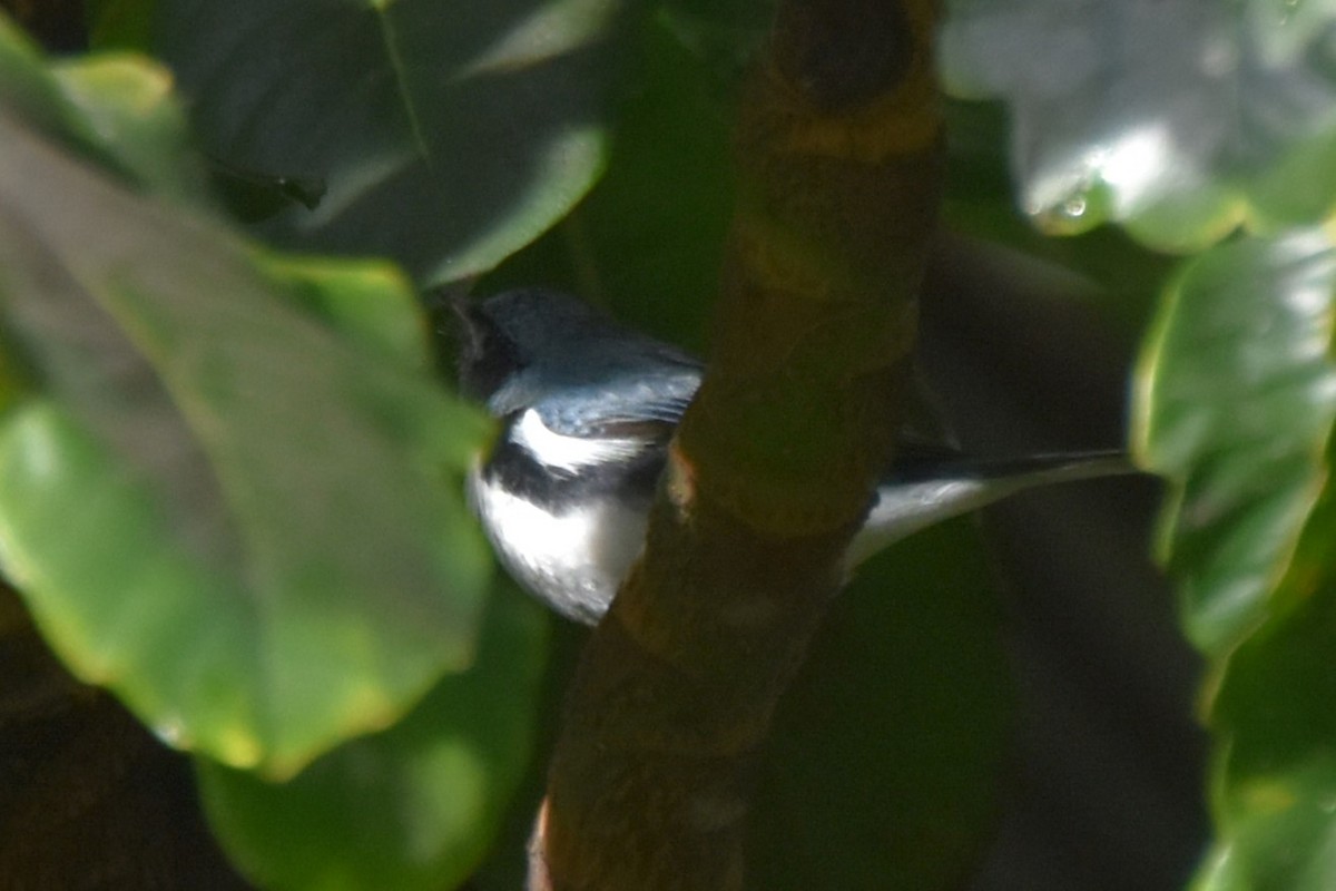 Black-throated Blue Warbler - ML647646180