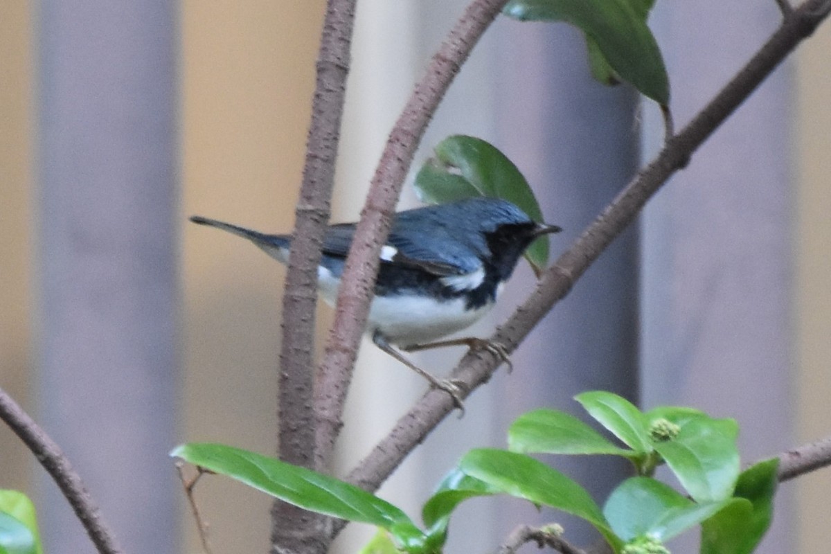 Black-throated Blue Warbler - ML647646181