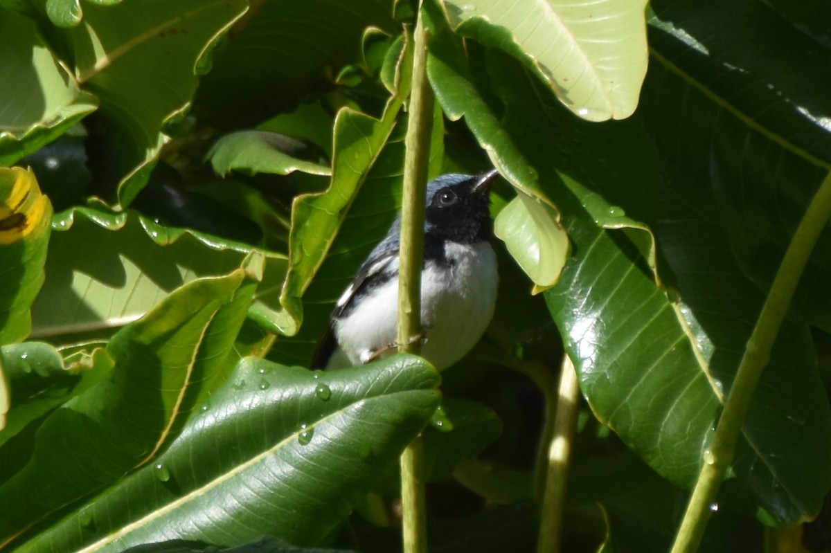 Black-throated Blue Warbler - ML647646182