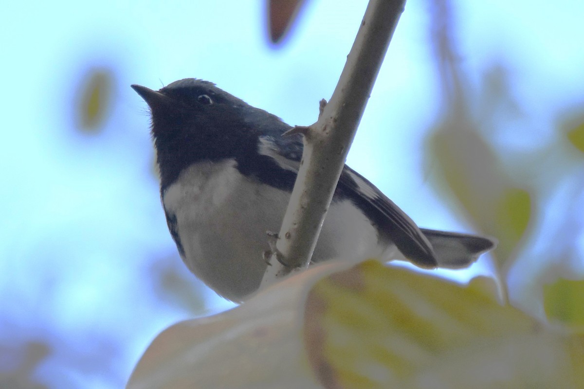 Black-throated Blue Warbler - ML647646183