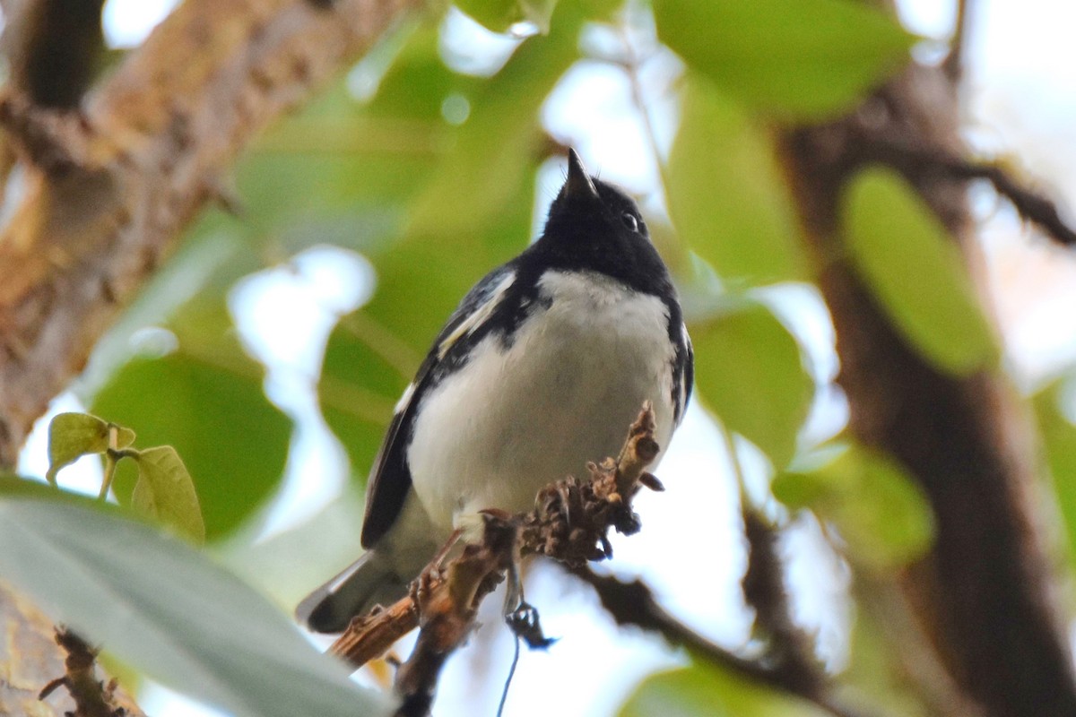 Black-throated Blue Warbler - ML647646184