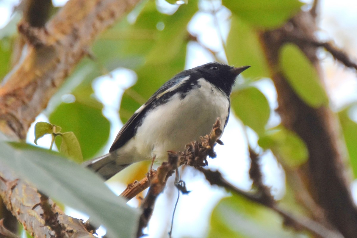 Black-throated Blue Warbler - ML647646185