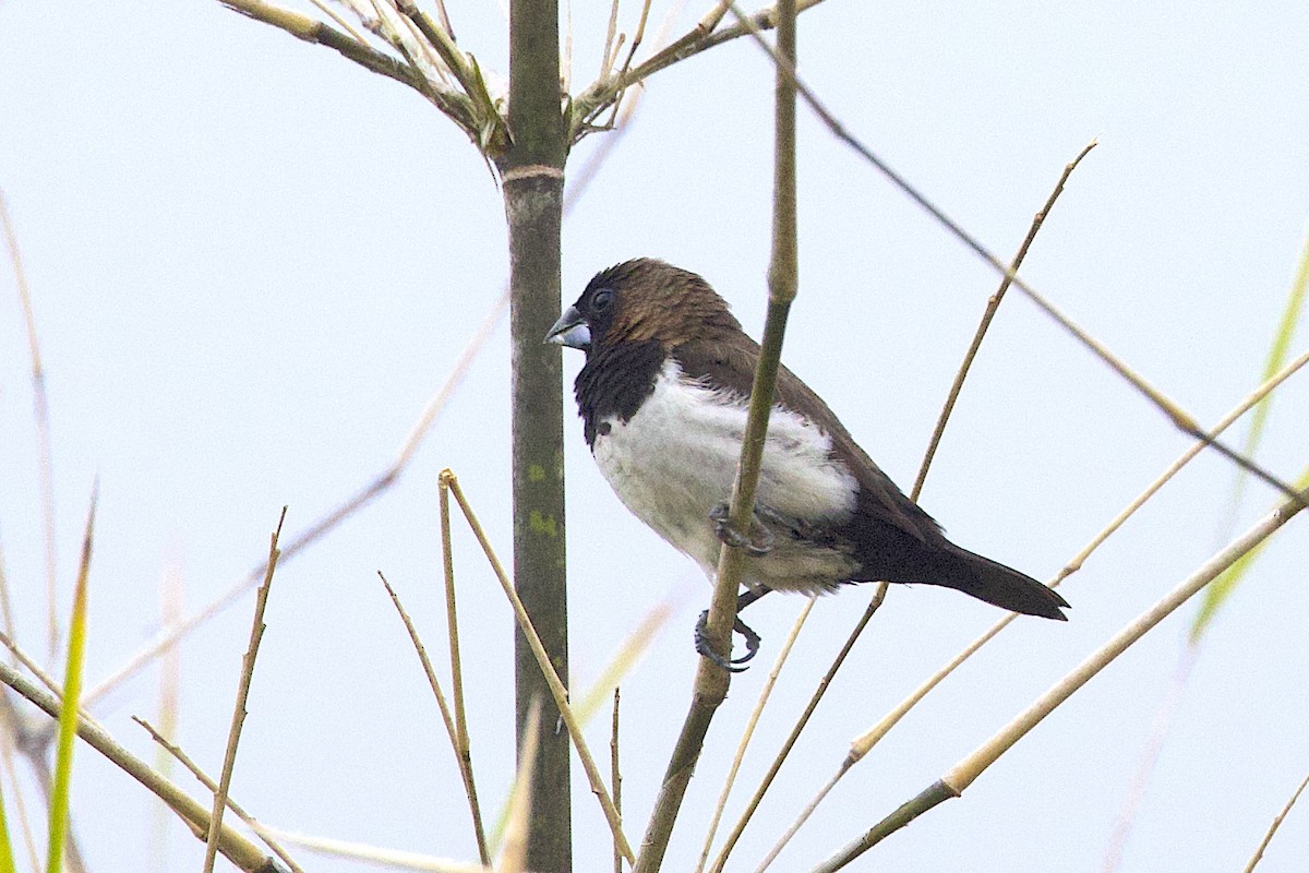 Javan Munia - ML647646193