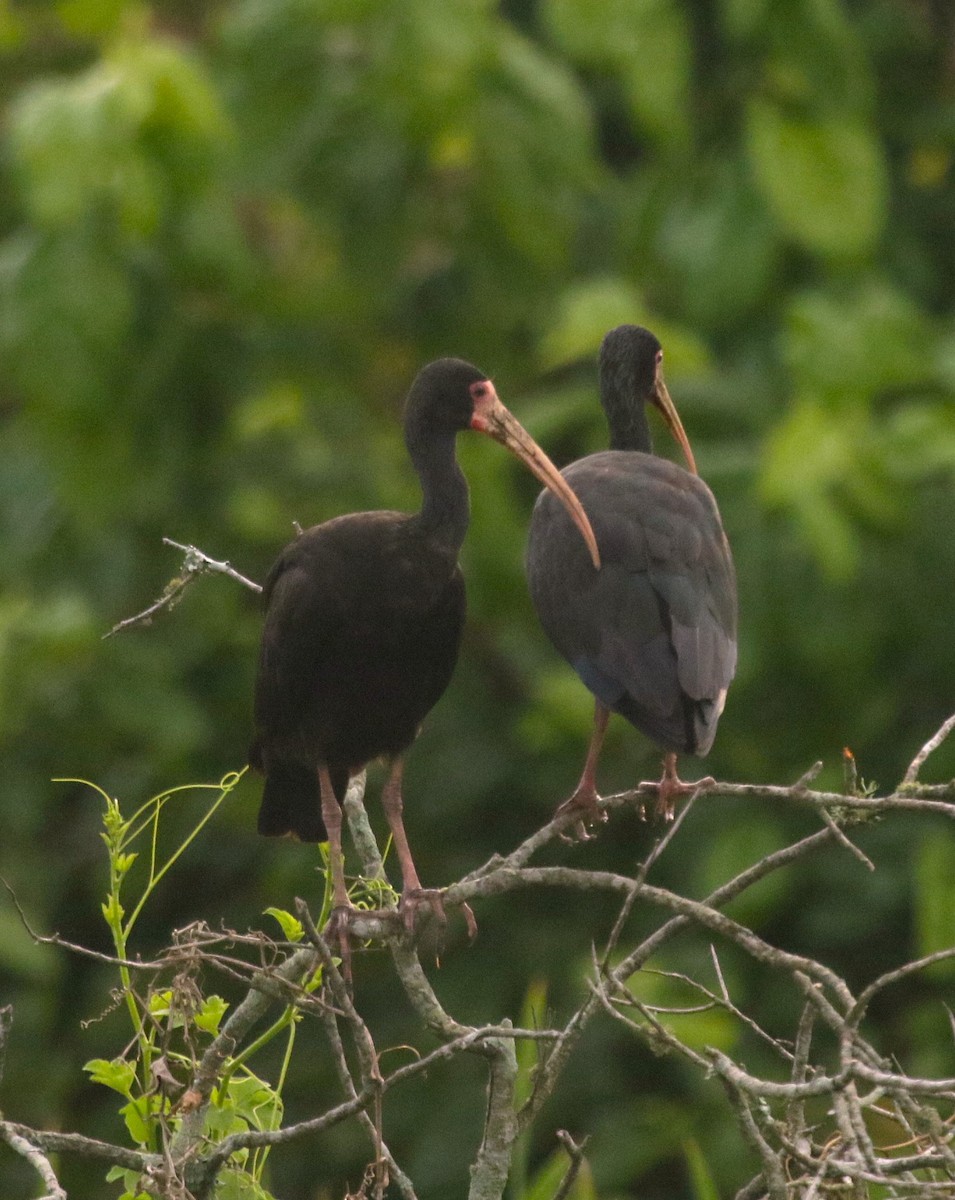 Ibis Afeitado - ML647646223