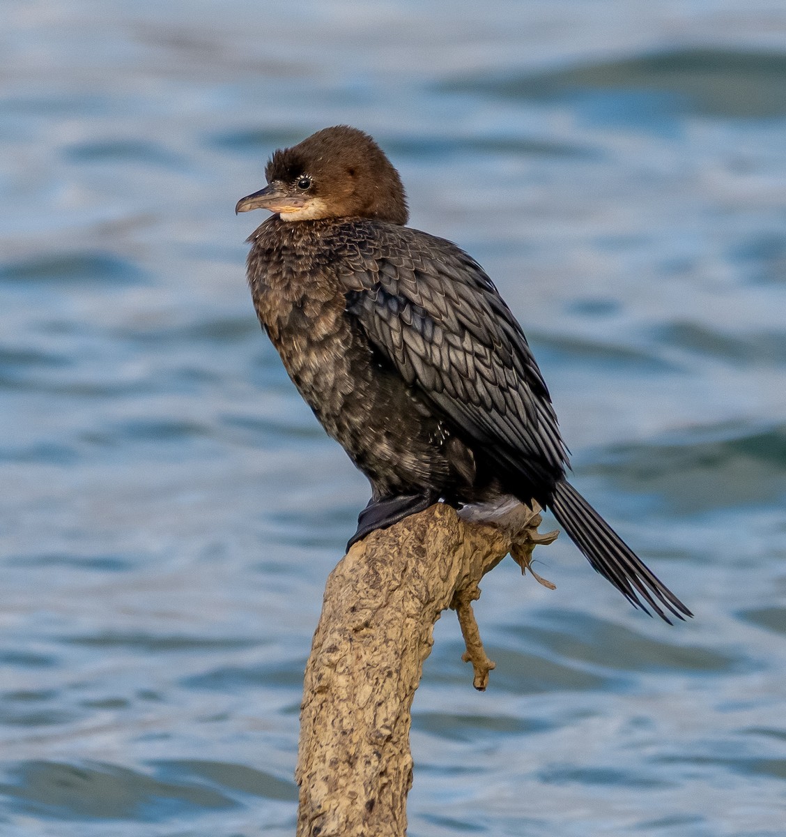 Баклан малий - ML647646238