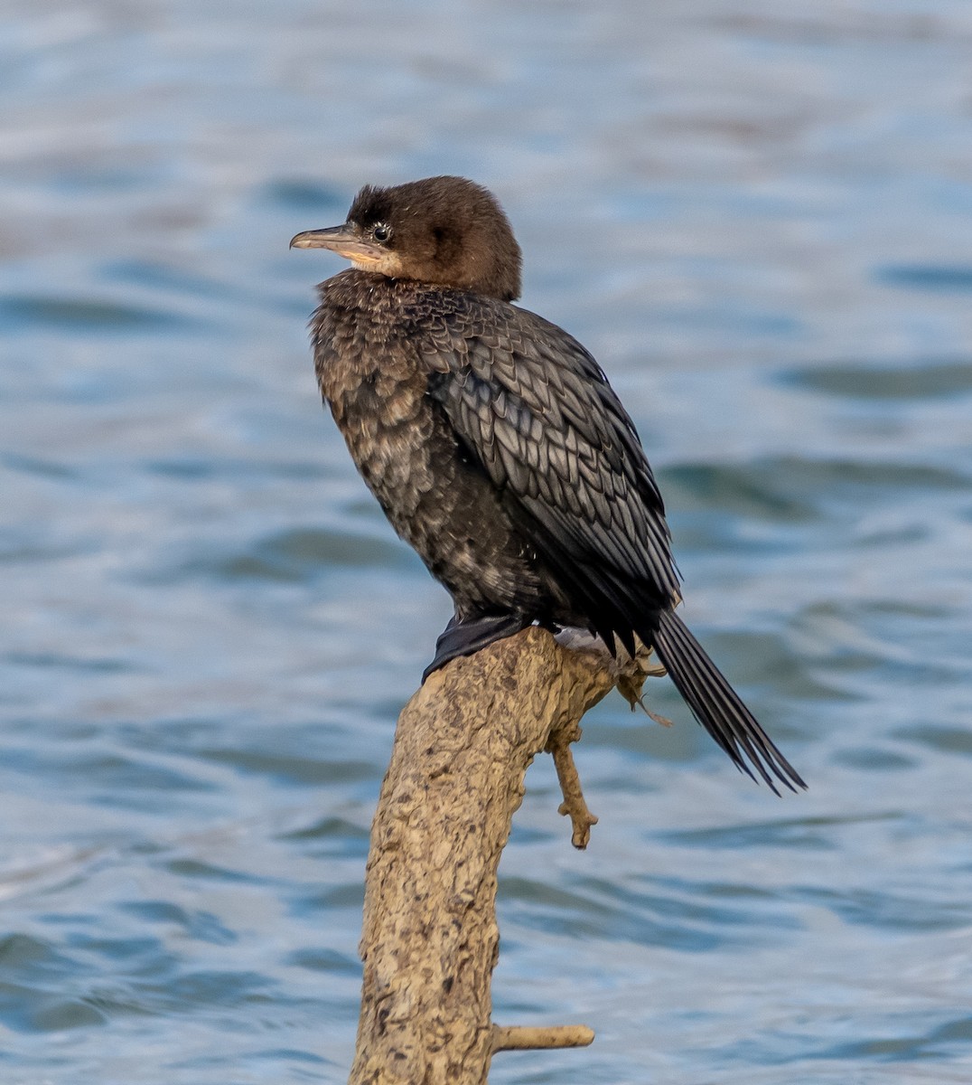 Баклан малий - ML647646239