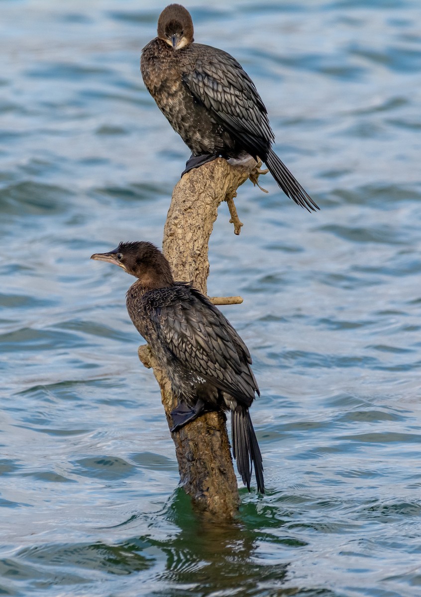 Баклан малий - ML647646240