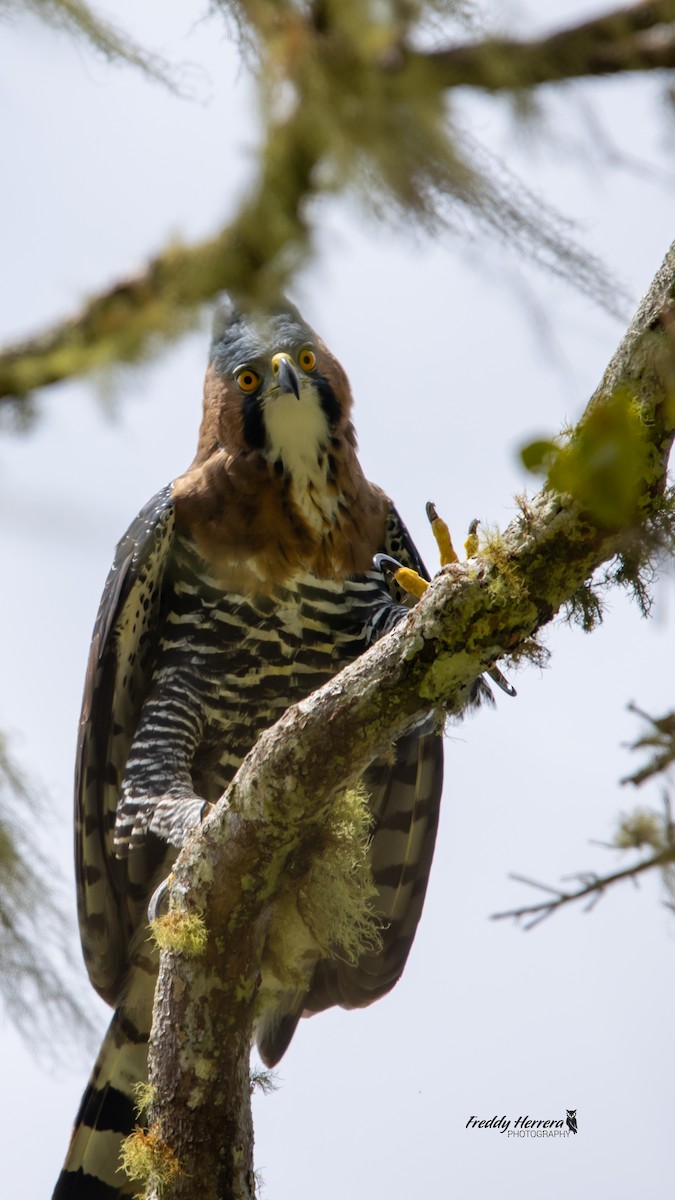 アカエリクマタカ - ML647646241