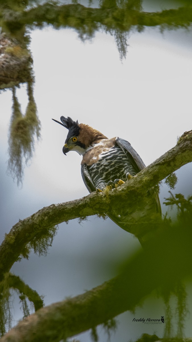 アカエリクマタカ - ML647646243