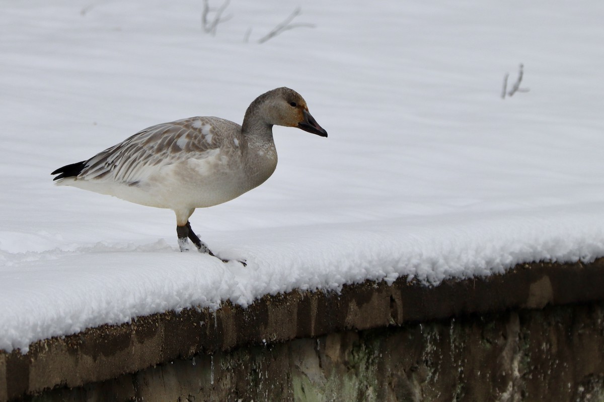 Oie des neiges - ML647646295