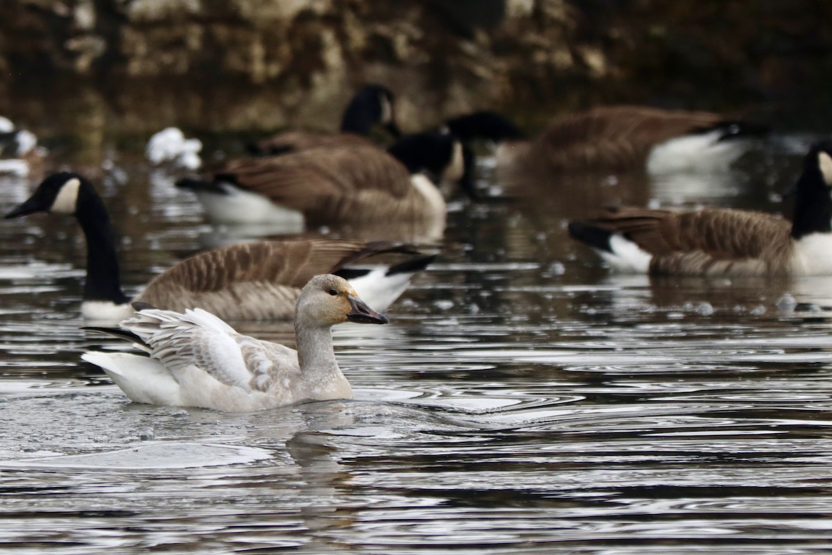 Oie des neiges - ML647646296