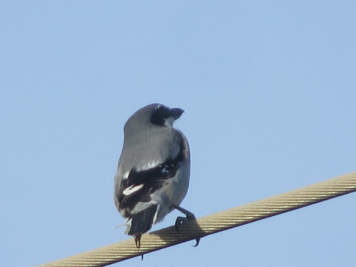 Pie-grièche méridionale - ML647646304