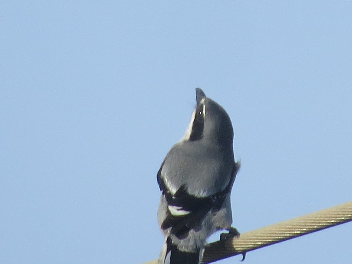 Pie-grièche méridionale - ML647646306