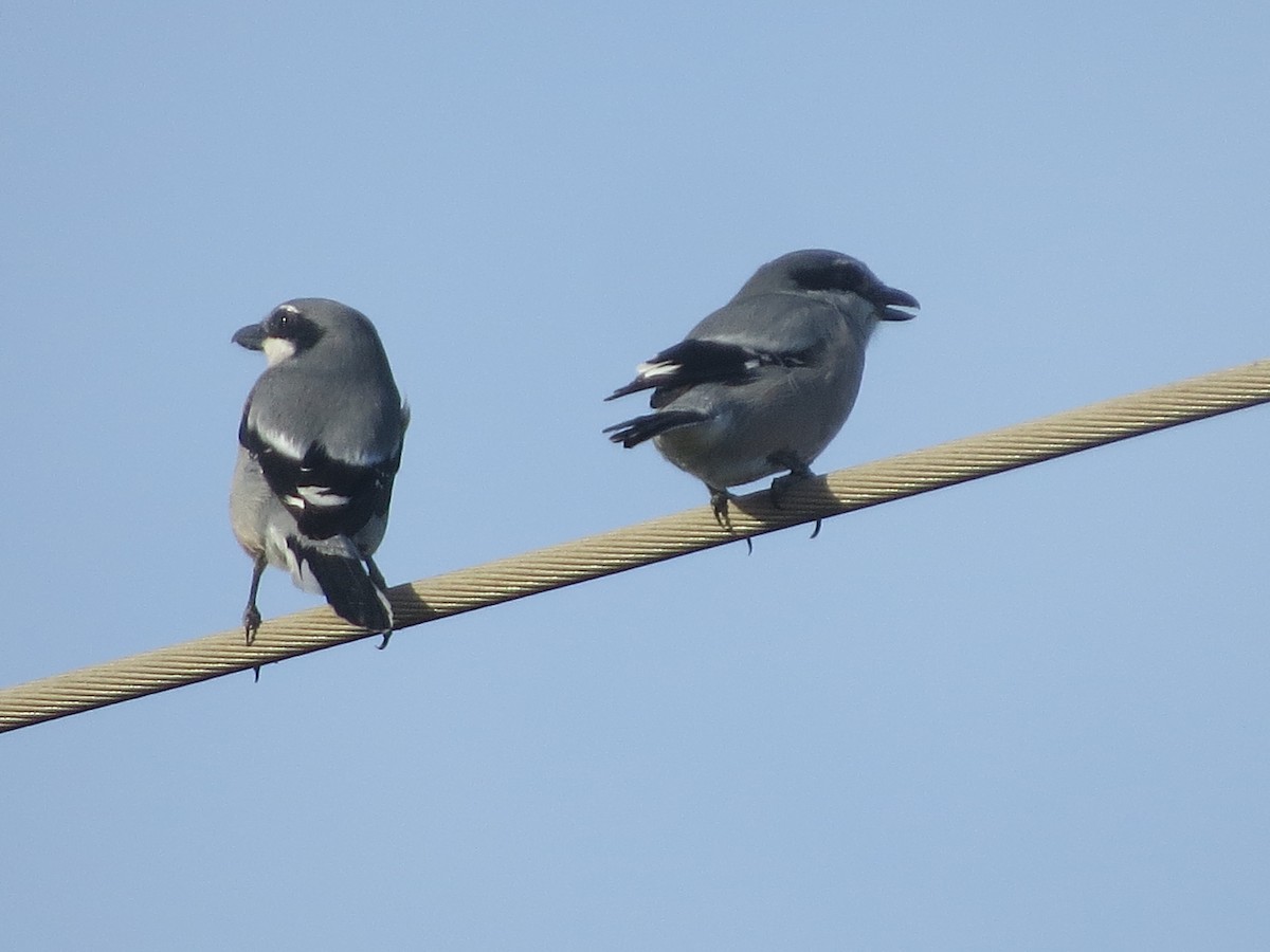 Pie-grièche méridionale - ML647646307