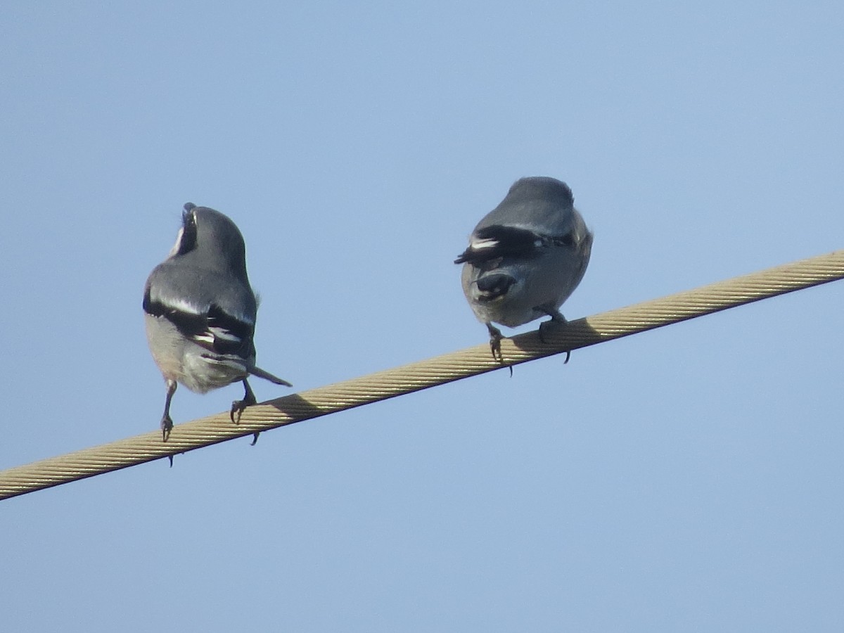 Pie-grièche méridionale - ML647646308