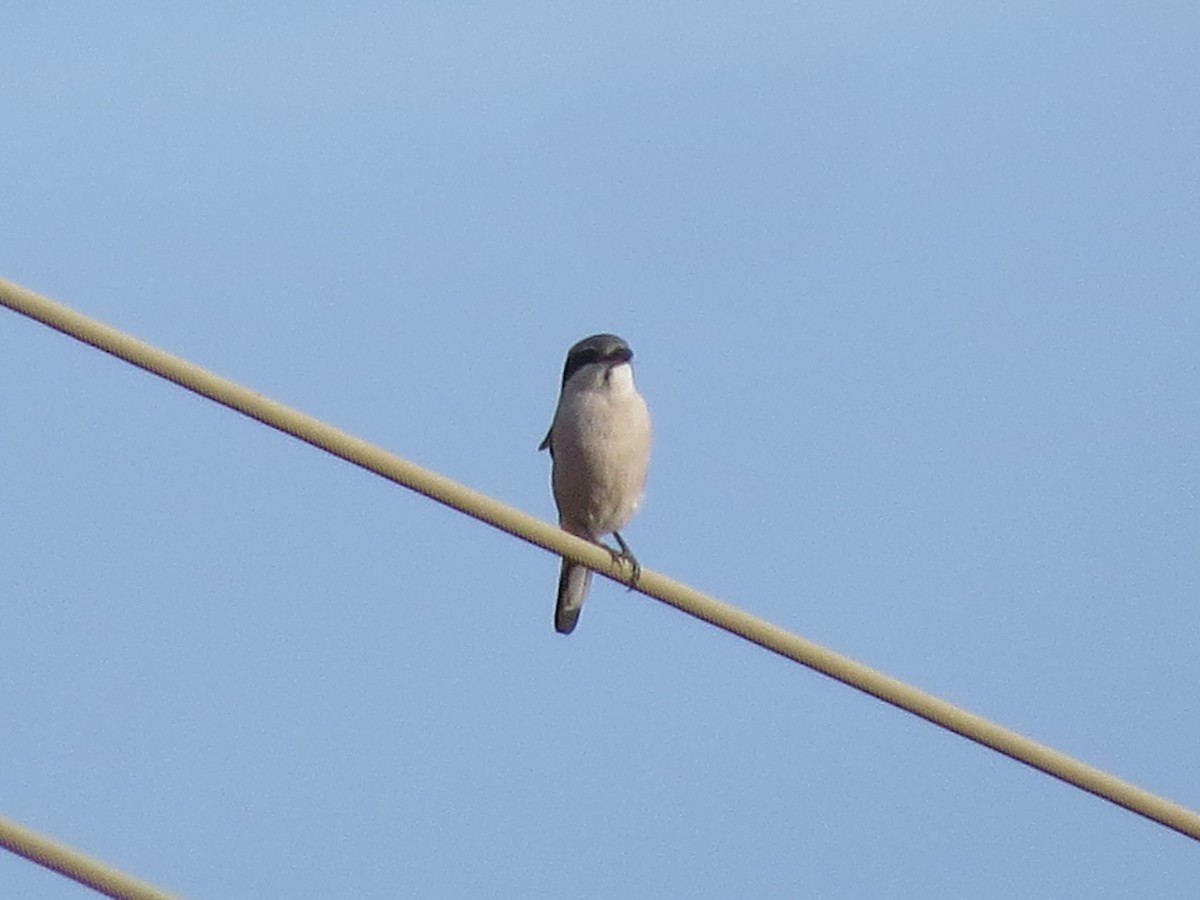 Pie-grièche méridionale - ML647646311