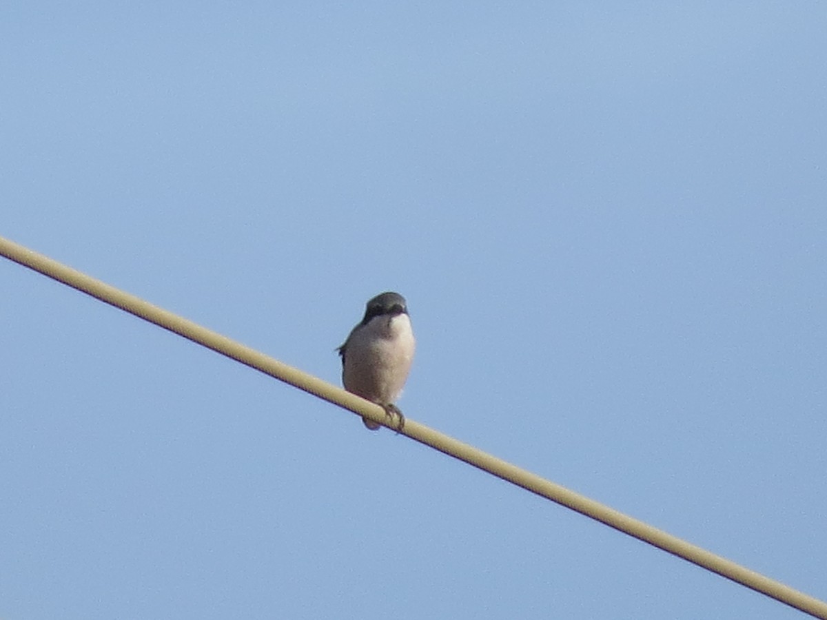 Pie-grièche méridionale - ML647646312