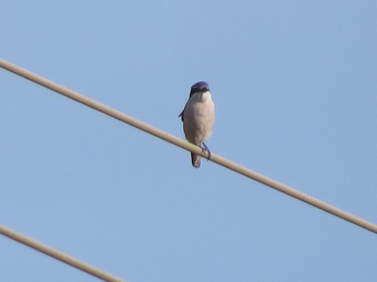 Pie-grièche méridionale - ML647646313