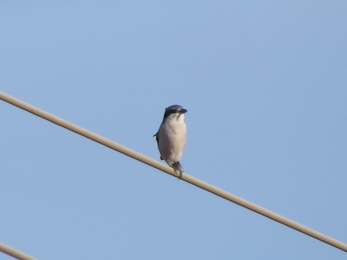 Pie-grièche méridionale - ML647646314