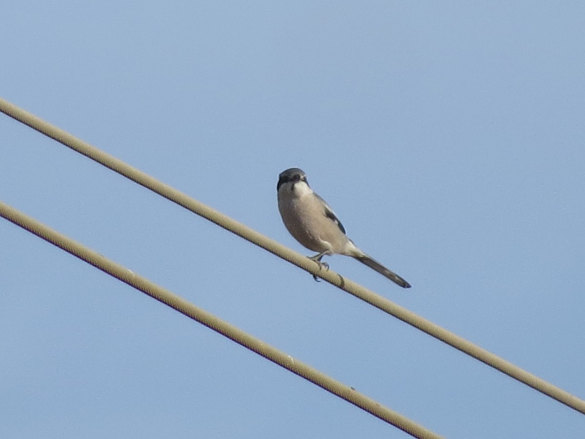 Pie-grièche méridionale - ML647646316