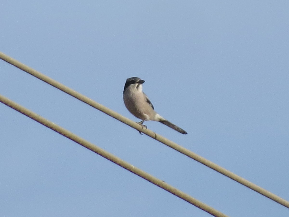 Pie-grièche méridionale - ML647646317