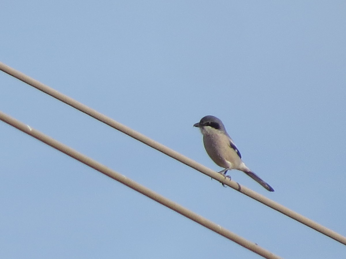 Pie-grièche méridionale - ML647646319