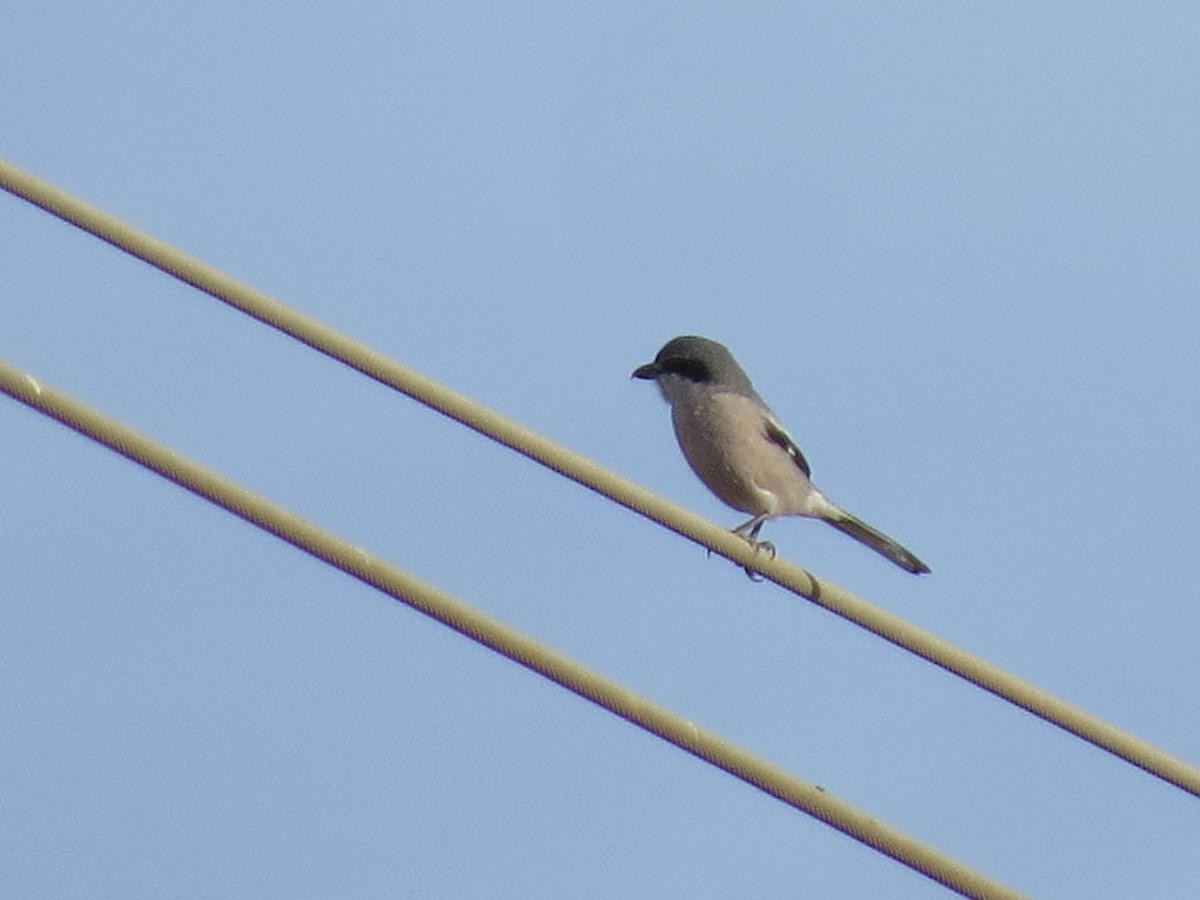 Pie-grièche méridionale - ML647646320