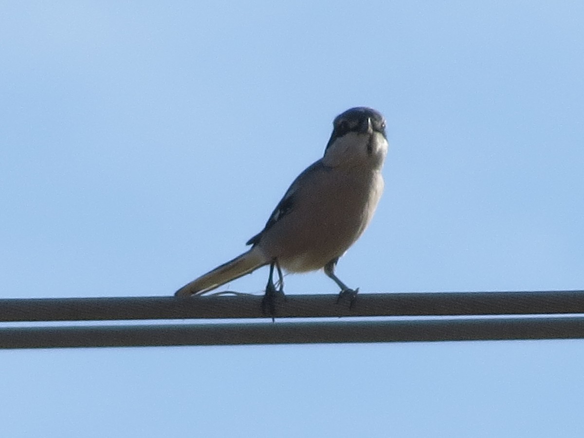 Pie-grièche méridionale - ML647646321