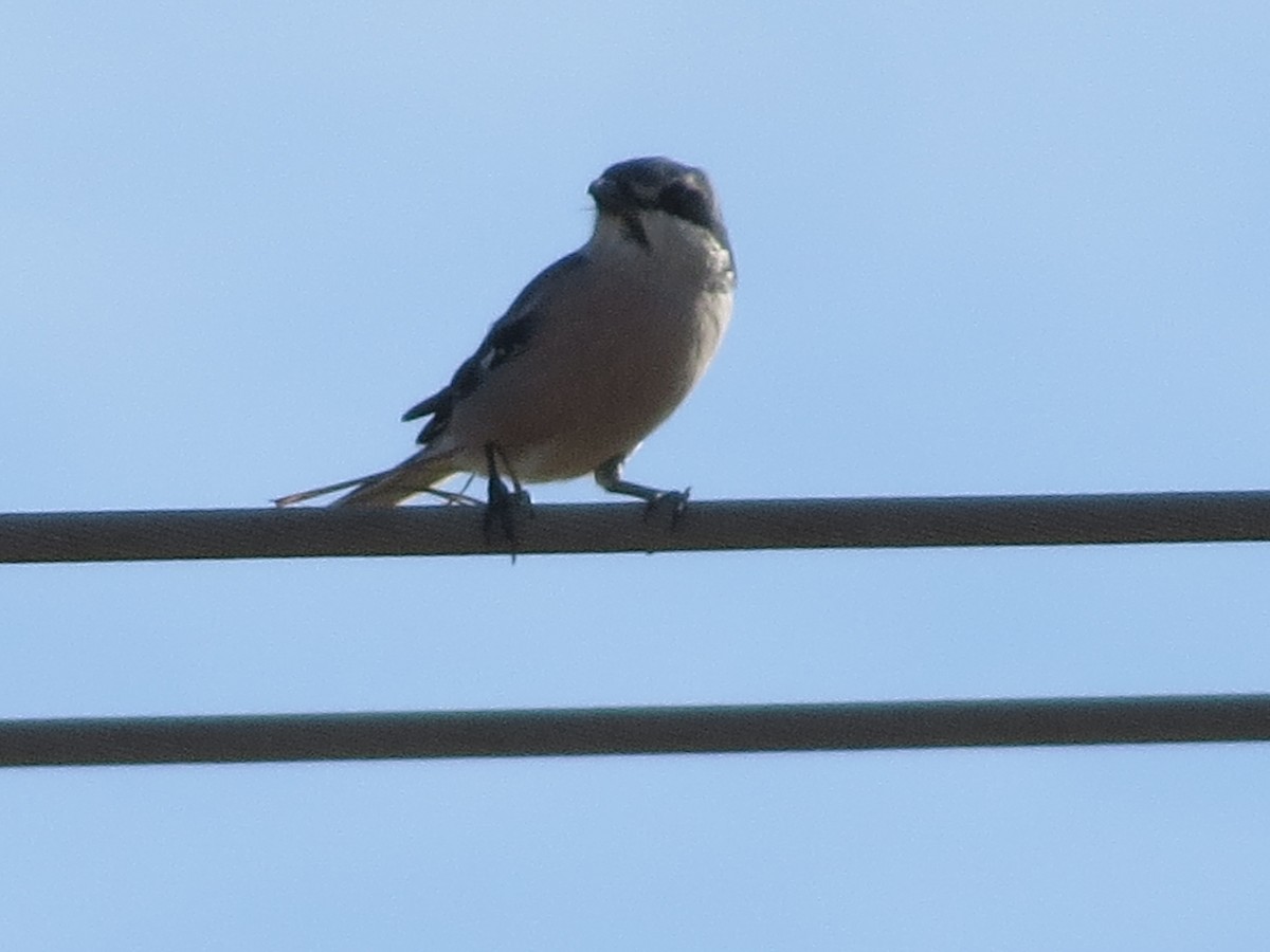 Pie-grièche méridionale - ML647646323