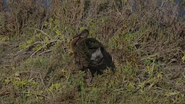 Калифорнийский пастушок - ML647646329