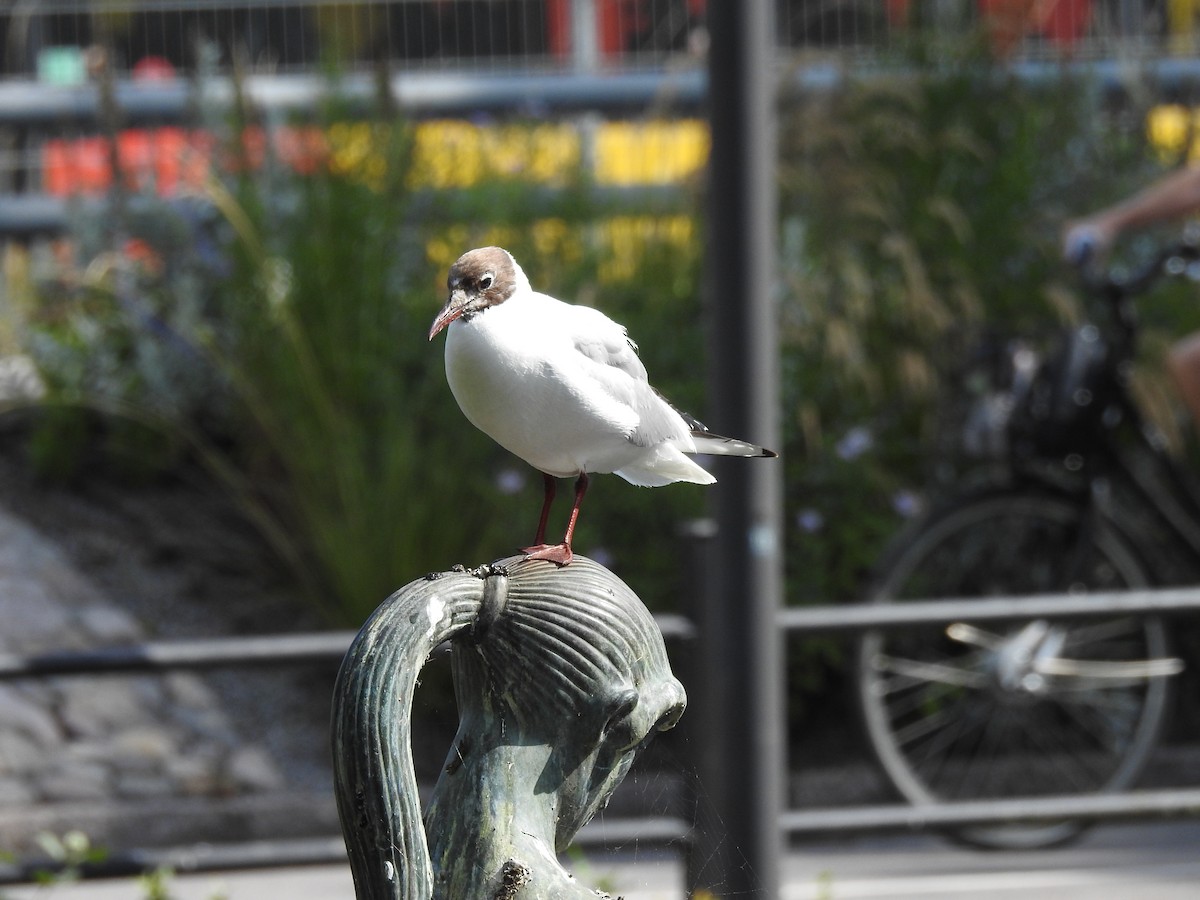Mouette rieuse - ML647646330