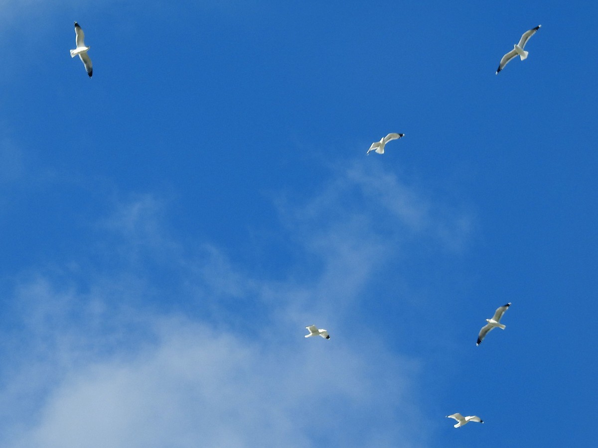 Goéland de Californie - ML647646331