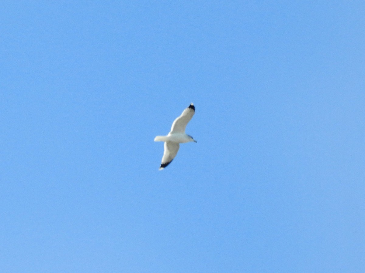 Goéland de Californie - ML647646332